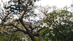 梅の花DSC_0155.JPG