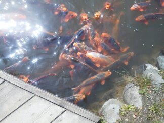 鯉の池.jpg